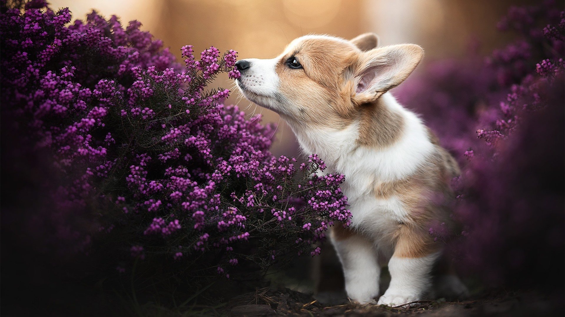 NBA纪录追逐:本赛季谁有望打破最多纪录?,nba各大记录