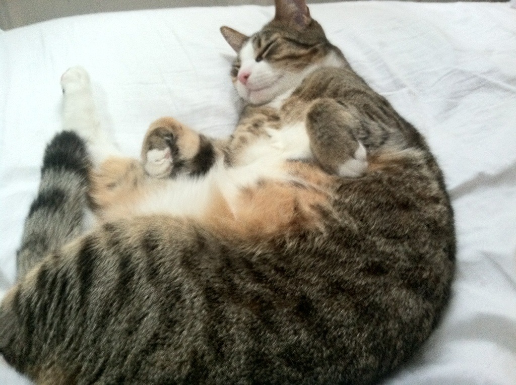 爱游戏大厅官网-NBA联盟启动“亚裔月”活动，表彰华裔球迷贡献，nba中的亚洲人