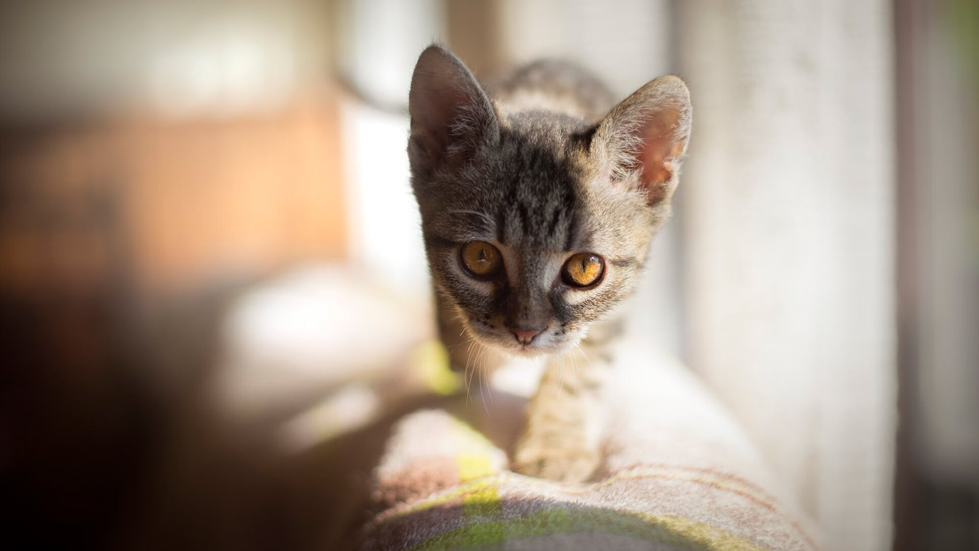 NBA联盟宣布新引援规则，规则调整引发热议，nba联盟新规定